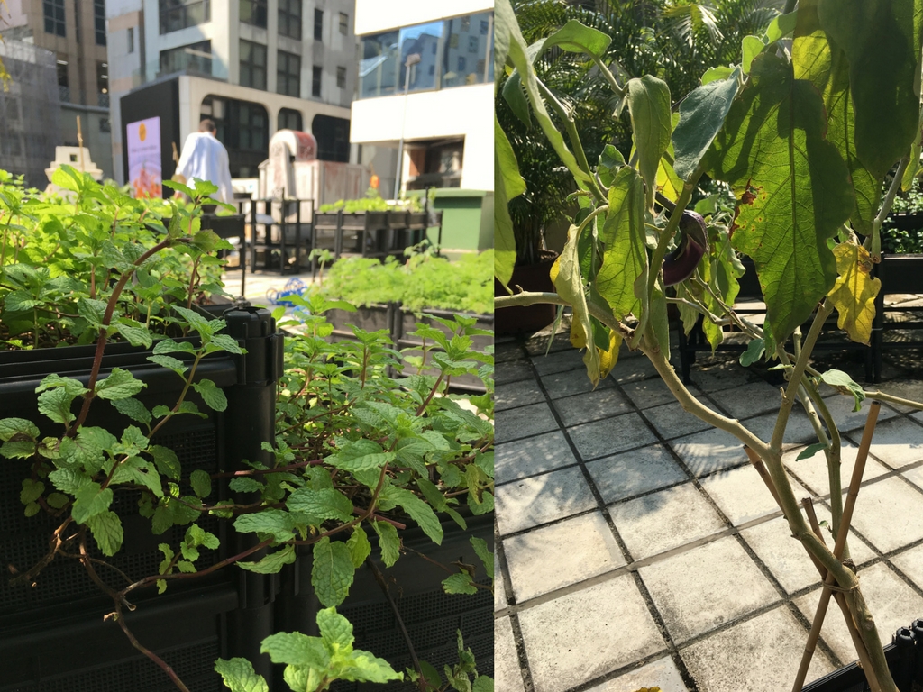 Rooftop Republic's Flagship Farm at Fringe Club Hong Kong 