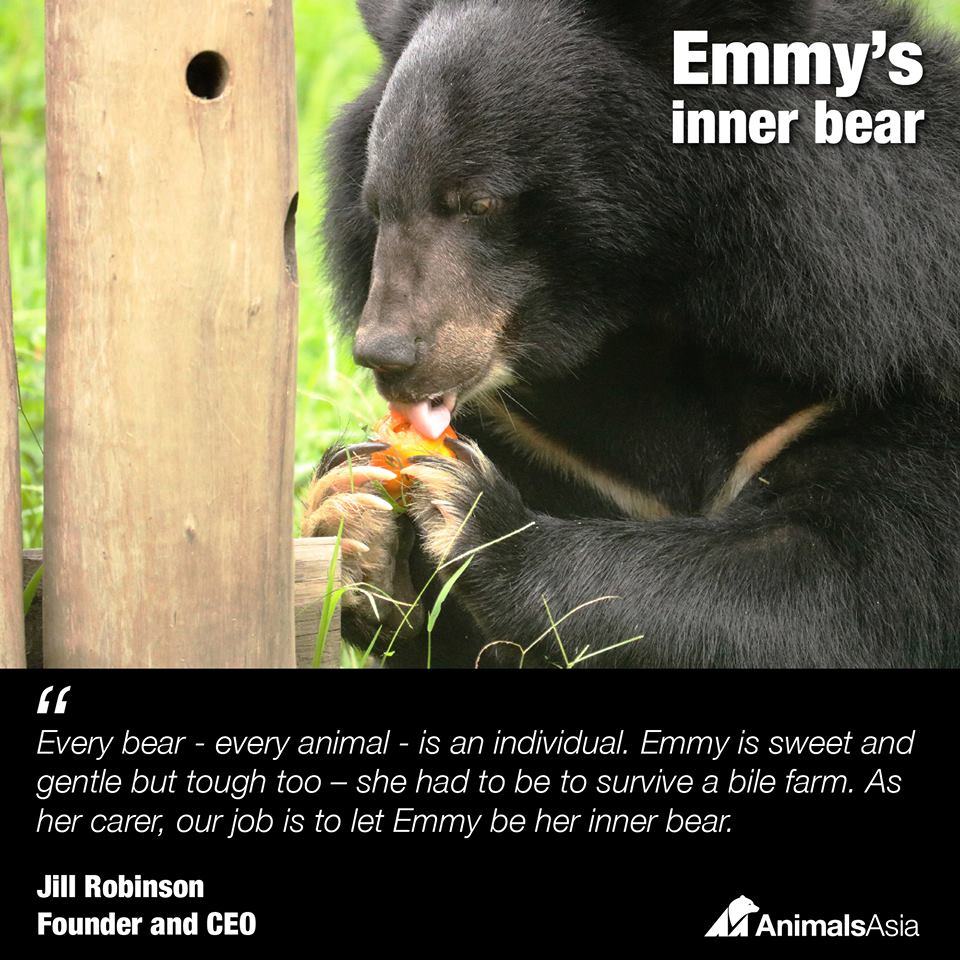 Bear Emmy in the Animals Asia Sanctuary. 