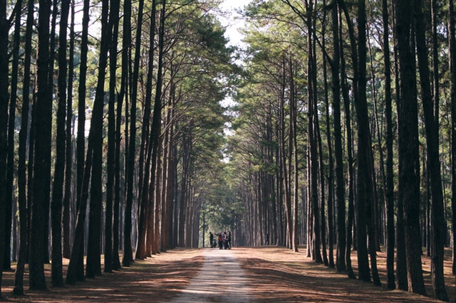 Green Living Tree Therapy